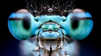 Ecologiștii trag un semnal de alarmă privind dispariția insectelor în rezervații naturale. Motivul din spatele fenomenului