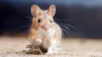 Un medicament anti-îmbătrânire promite să prelungească viața la animale, conform unui studiu recent