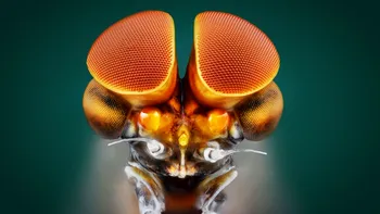 Două specii de gândaci pot vedea culoarea roșie, o excepție în lumea insectelor. Ce au descoperit oamenii de știință, de fapt