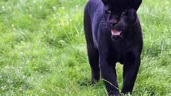 Alertă la Giurgiu, după apariția unui animal sălbatic căutat de zile întregi în Bulgaria. Pantera neagră ar fi fost văzută pe străzile orașului