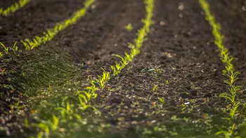 Planta comună din România aduce profituri uriașe, cererea este în creștere. Este ușor de întreținut, iar kilogramul se vinde pe bani frumoși