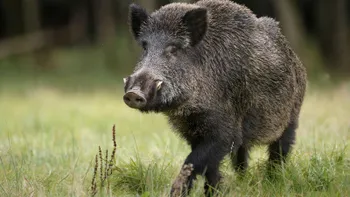 Porcii, prietenii omului încă din neolitic: cum au început mistreții să devină porci domestici în urmă cu 8.000 de ani