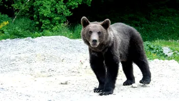 Spectacol sălbatic la doar 30 de kilometri de Brașov: pădurile prind viață