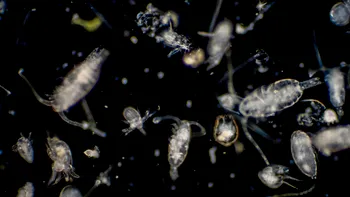 Monștrii invizibili din adâncuri: Sute de virusuri, descoperite în oceanele lumii