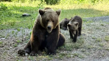 Ce se va întâmpla cu puii ursoaicei împușcate pe Transfăgărășan, după atacul mortal asupra turistului.  Autoritățile au decis ce se va întâmpla cu ei