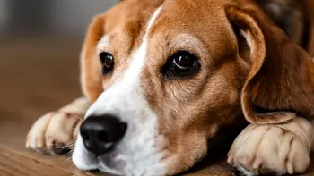 Câinele tău nu „te pupă” mereu de drag: studiul care arată cât de des oamenii ratează semnalele reale ale animalului