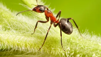 Mica insectă care se găseşte doar în România. Are un rol esenţial în zonele împădurite, sigur ai observat-o fără să ştii că e unică