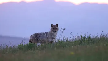 O femeie din Iași a ajuns la spital după ce a fost atacată de un șacal în grădină. Animalul avea rabie