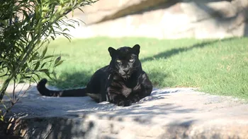 Pantera neagră, văzută în România. Imaginile cu animalul periculos scăpat din Bulgaria au devenit virale