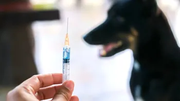 Primul deces provocat de rabie în România după mai bine de un deceniu. Un bărbat din Iași a murit după ce a fost mușcat de un câine turbat