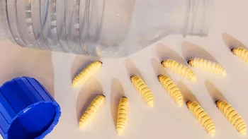 Viermii de ceară pot digera plasticul: un studiu nou arată cum îl transformă în grăsime corporală