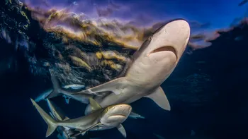 Imagini absolut incredibile cu rechini de la concursul de fotografie Shark Photographer of the Year