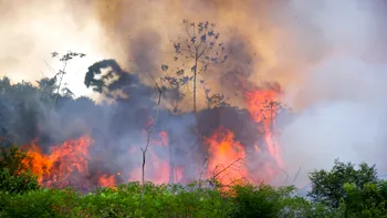 Seceta, incendiile și defrișările au afectat puternic pădurea amazoniană. Semnalul de alarmă tras de cercetători