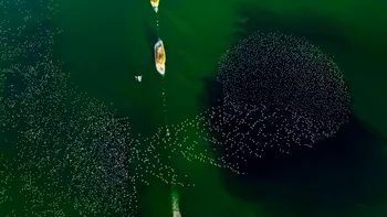 Ce vezi, de fapt, în imaginea de mai jos? E un adevărat spectacol pentru fotografii din întreaga lume
