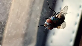Invazia tăcută a viermilor carnivori: de ce SUA va arunca milioane de muște din avioane