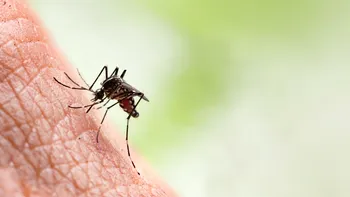 Primul caz de malarie în România. Cum s-ar fi infectat pacientul care nu a ieșit din țară