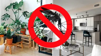 Uleiul esențial care alungă țânțarii în mod natural. Renunță la sprayurile pline de chimicale din comerț