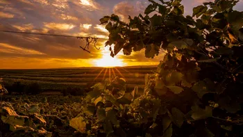 „Toscana de România”, la doar o oră de București. Drumul Vinului poate deveni perla turismului românesc