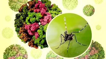 Avertismentul OMS: Virusul Chikungunya revine în forță și pune în pericol miliarde de oameni