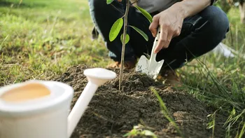 3 plante perene ideale pentru grădina ta. August este momentul perfect pentru a le sădi și a te bucura de flori frumoase primăvara