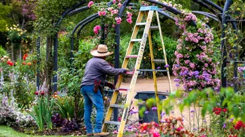 8 plante pe care trebuie să le tunzi în august. Așa vei obține flori mai bogate și sănătoase