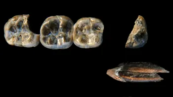 Descoperire uimitoare în arheologie - Au fost găsite fosilele unui unui strămoș uman până acum necunoscut