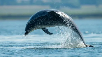 Cât costă să vezi delfini în Marea Neagră? Bărcile pleacă zilnic din Eforie Nord: 