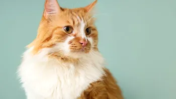 Câte tipuri de feline există în lume. Fiecare are un detaliu care o face unică și fascinantă
