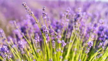 Ce plante aromatice să crești în apartament. Au un parfum discret și înfrumusețează locuința