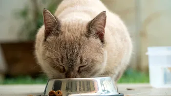 De câte ori pe zi trebuie să mănânce pisica. Tot ce trebuie să știi despre comportamentul animalului tău de companie