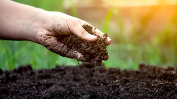 Floarea ușor de cultivat în august care îți va înflori spectaculos în toamnă