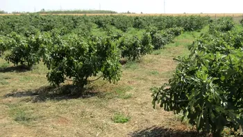 Fructul banal care aduce bani frumoși în buzunarul unui român. Vinde kilogramul cu 30 de lei, direct din livadă