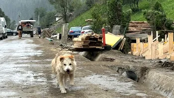 Lăbuș din Broșteni. Cățelușul care a refuzat să-și abandoneze casa, a rămas în ploaie, printre ruine, așteptându-i pe stăpânii care plecaseră fără el