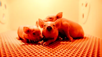 Un plămân de porc modificat genetic a fost transplantat pentru prima dată la un om. Organul a funcționat și ar putea fi un nou pas în rezolvarea crizei de organe