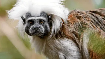 Cum împinge căldura extremă animalele spre extincție, conform specialiștilor