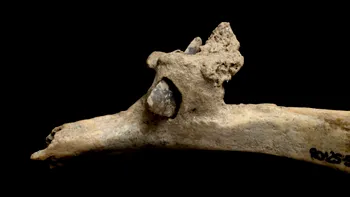 Dovezi îngrozitoare ale canibalismului în neolitic, descoperite în Spania. Ce au aflat arheologii