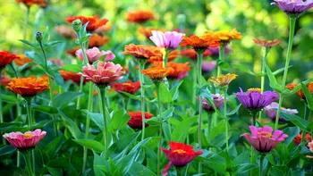 Ai voie să tai florile vecinului care cresc în curtea ta? Ce spune legea în România