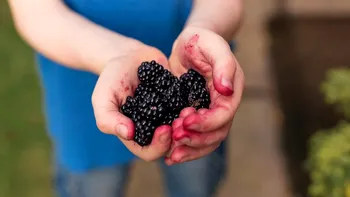 Fructele se coc mai devreme în această țară din Europa. Experții avertizează că natura este sub presiune