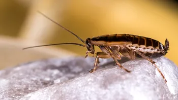 Ieşenii, surprinşi de numărul mare de insecte maro închis din oraş. Sunt peste tot şi apar mai ales noaptea. Entomolog: ”Ziua stau sub pietre/frunze/lemne”