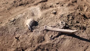 Oasele animalelor antice dezvăluie rolul oilor în epidemia de ciumă din Epoca Bronzului