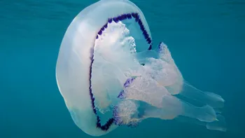 O barieră invizibilă din adâncul oceanului oprește înaintarea meduzelor: ce au descoperit cercetătorii