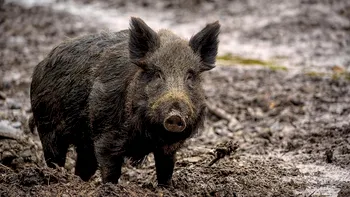 Orașul din România în care mistreții se plimbă pe străzi. Localnicii spun că nu sunt singurele animale sălbatice din zonă