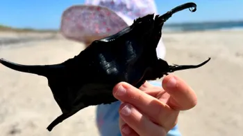 Peste 18.000 de carcase de ouă de rechin, descoperite într-un golf din Marea Britanie