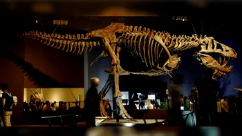 Scotty, cel mai mare Tyrannosaurus rex descoperit vreodată, impresionează prin dimensiuni și trecutul său violent