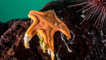 Cercetătorii au identificat bacteria care a decimat populația globală de stele de mare