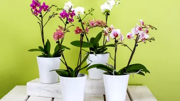 Cinci reguli simple care ajută orhideea să înflorească mai des. Vei avea o plantă mereu plină de flori