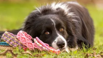 Abonamente veterinare pentru animale de companie, tot mai căutate de români. Cât costă și ce includ