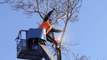 Ce amendă riști dacă toaletezi copacii fără acordul autorităților. Sancțiunile prevăzute de lege