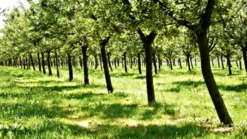 Copacul din România amenințat de schimbările climatice. Producția scade dramatic