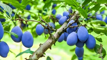 Cum să crești un prun din sâmbure ca să îți ofere fructe delicioase ani la rând